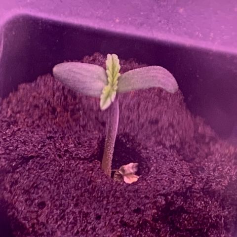 Auto kryptonite growlog photo: Very quick sprout!