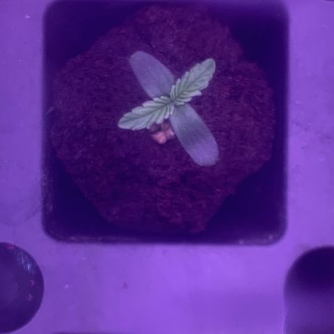 Auto kryptonite growlog timeline photo