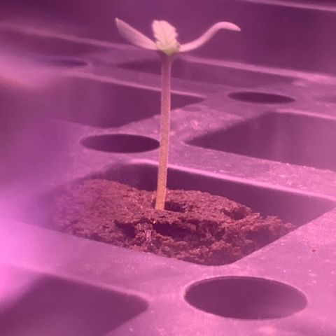 Auto kryptonite growlog timeline photo