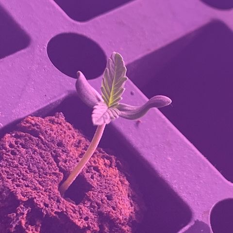 Auto kryptonite growlog photo: Tap root already out. Added a small amount of water. (Tap) 
Transplant to soil tonight if the tent comes. 