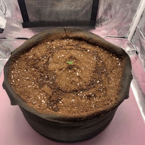 Auto kryptonite growlog photo: First day in the tent. 