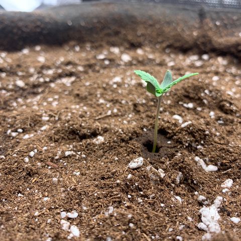 Auto kryptonite growlog photo: First day in the tent. 
