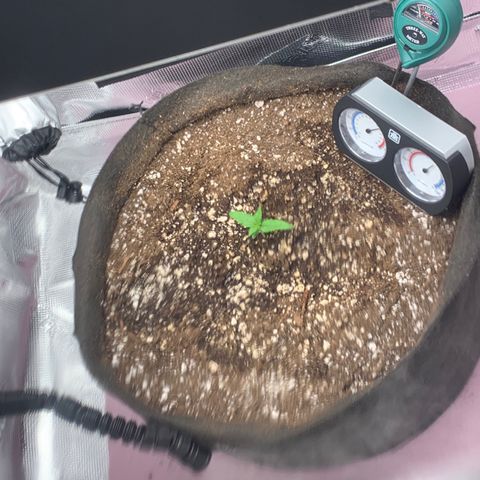 Auto kryptonite growlog photo: Hopefully dialed in temp and humidity. 