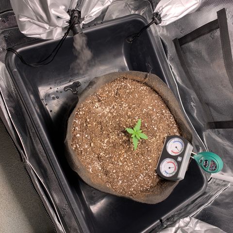 Auto kryptonite growlog photo: Raised the light an inch. Adjusted humidity hose. Put runoff tray in. 