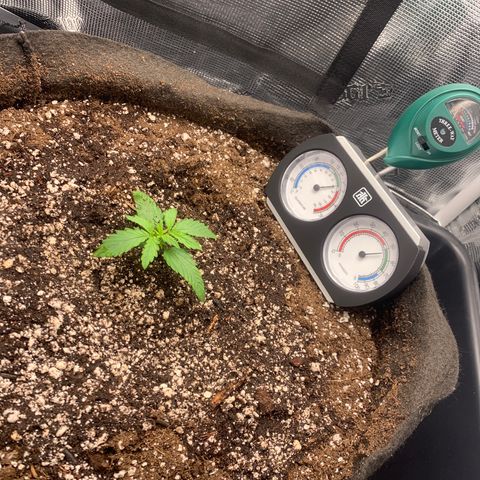 Auto kryptonite growlog photo: Watered 1L. 1st nutes (9-16-16). Approx 1/4 strength. Pinch of recharge