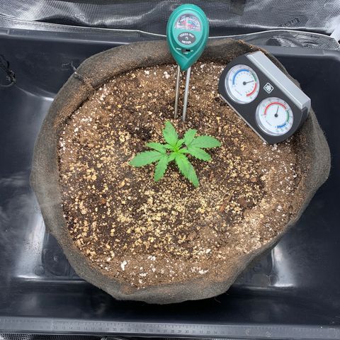Auto kryptonite growlog photo: Have to refill humidifier before bed. 
