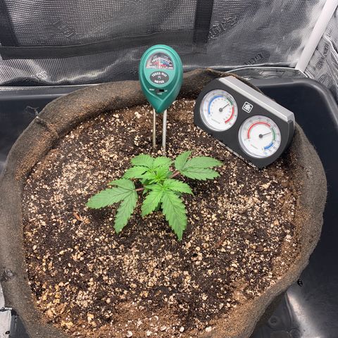 Auto kryptonite growlog timeline photo