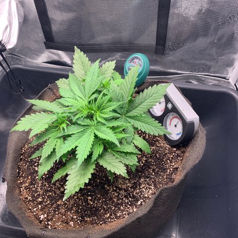 Auto kryptonite growlog photo: Watered 1.5 litres
Trowel tip of recharge 
5ml nutes