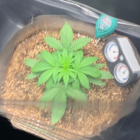 Auto kryptonite growlog timeline photo