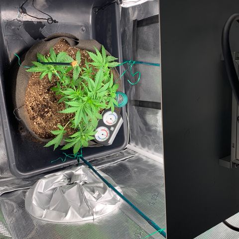 Auto kryptonite growlog photo: Thinned out some giant fans that were shading lower nodes. 
Started LST