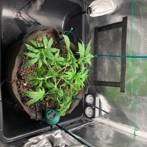 Auto kryptonite growlog timeline photo