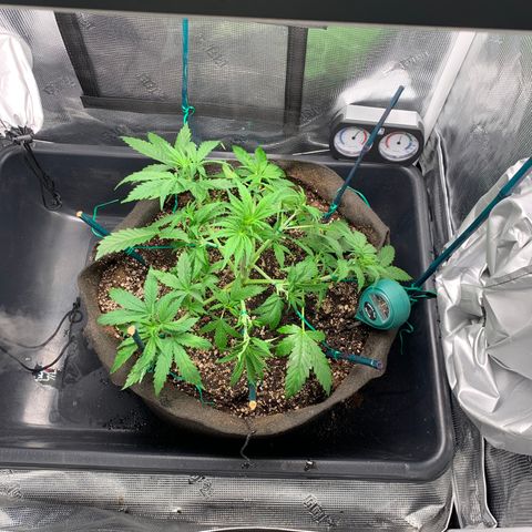 Auto kryptonite growlog timeline photo