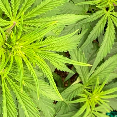 Auto kryptonite growlog photo:  Barely starting to flower 