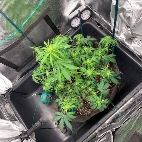 Auto kryptonite growlog timeline photo