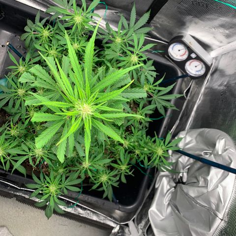 Auto kryptonite growlog timeline photo