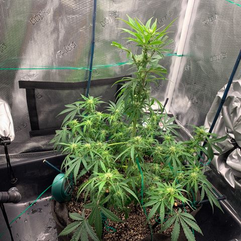 Auto kryptonite growlog timeline photo