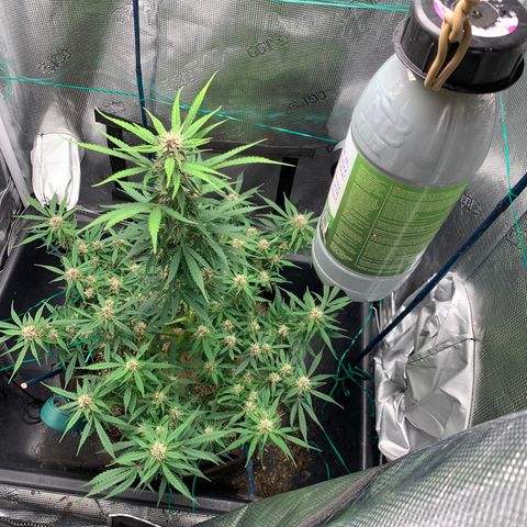 Auto kryptonite growlog photo: Added the enhancer CO2 canister