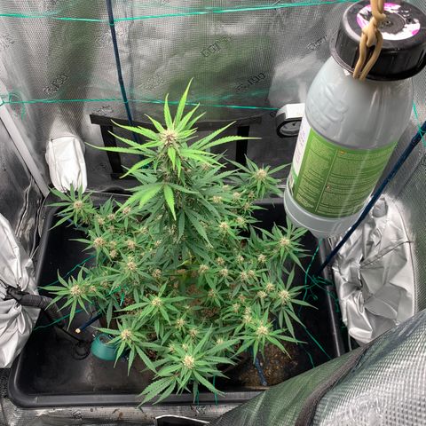 Auto kryptonite growlog timeline photo