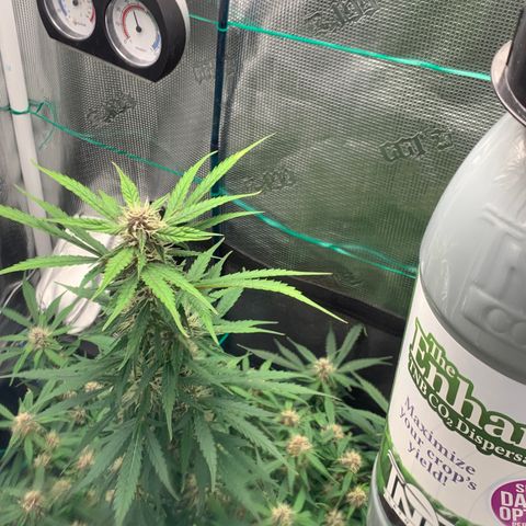 Auto kryptonite growlog photo: First full day of CO2. 