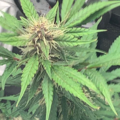Auto kryptonite growlog timeline photo