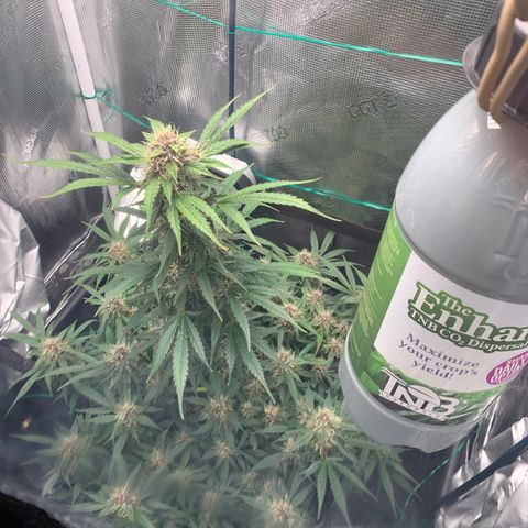 Auto kryptonite growlog photo: Refillled enhancer CO2 