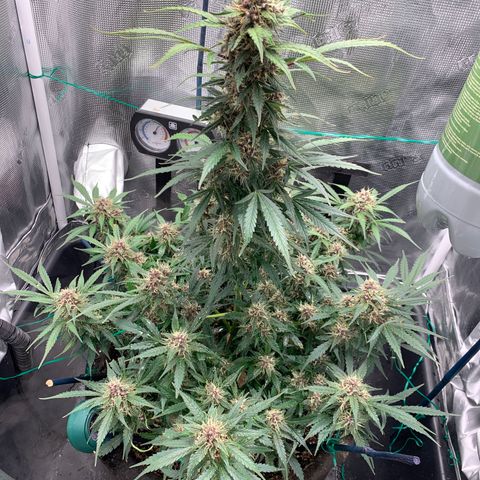 Auto kryptonite growlog photo: 4L water. Recharge. No nutes. 
