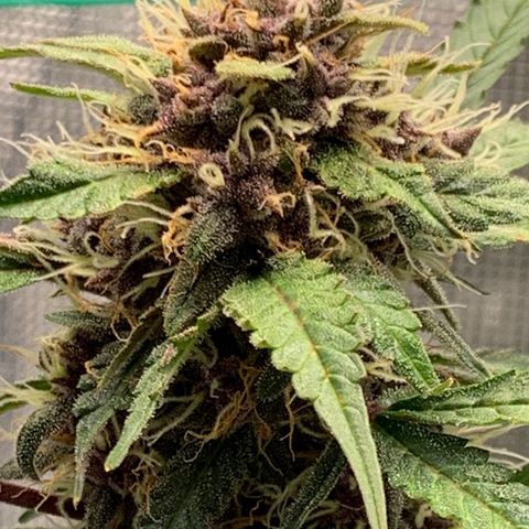 Auto kryptonite growlog photo: 4L water. Recharge. No nutes. 