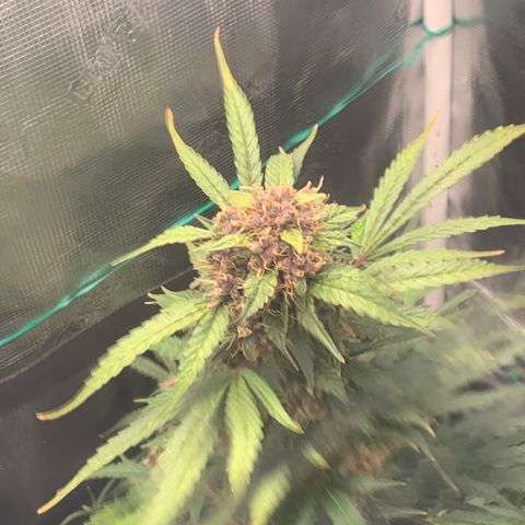 Auto kryptonite growlog timeline photo