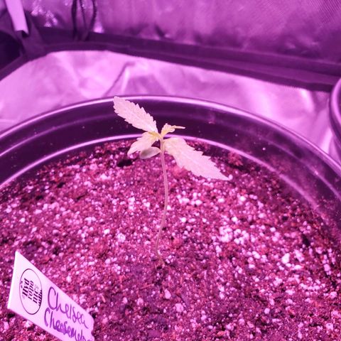 Chelsea growlog timeline photo