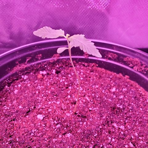 Cindy growlog timeline photo