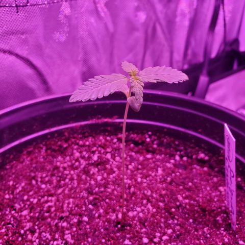 Reigna growlog timeline photo