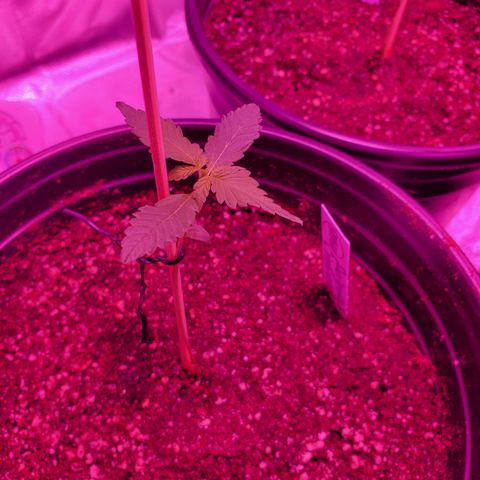 Reigna growlog timeline photo