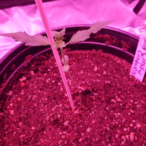 Cindy growlog timeline photo