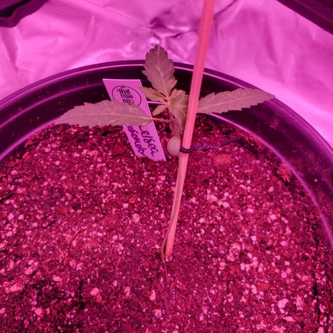 Chelsea growlog timeline photo