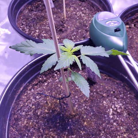 Reigna growlog timeline photo