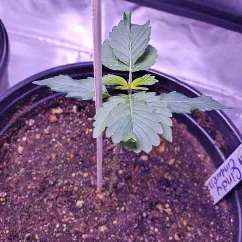 Cindy growlog timeline photo