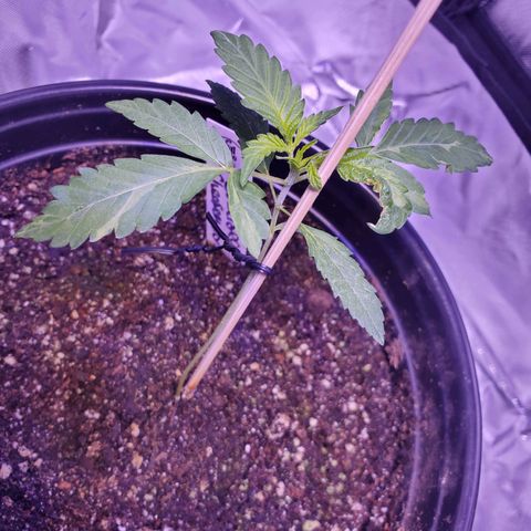 Chelsea growlog timeline photo
