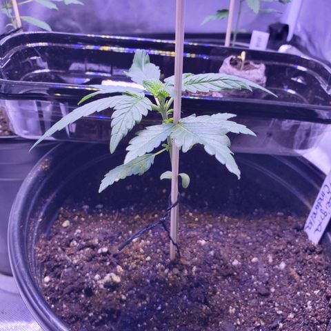 Reigna growlog timeline photo