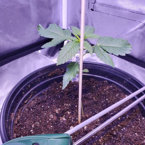 Cindy growlog timeline photo