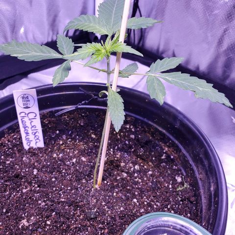 Chelsea growlog timeline photo