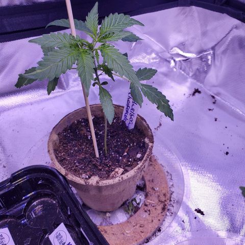 Chelsea growlog timeline photo