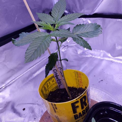 Cindy growlog timeline photo
