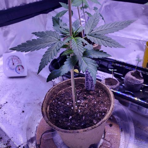 Reigna growlog timeline photo
