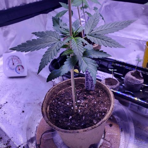 Reigna growlog timeline photo