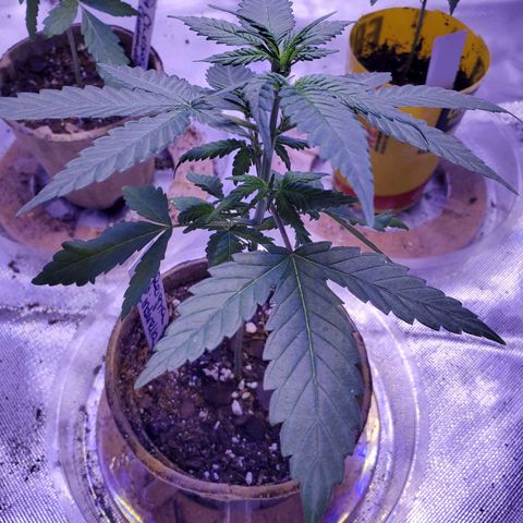 Reigna growlog photo: Preflowers, it's a girl!