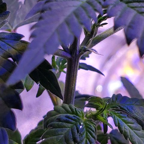 Reigna growlog photo: Preflowers, it's a girl!