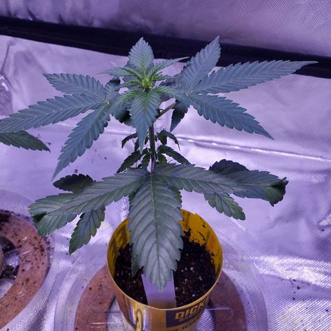 Cindy growlog photo: Preflowers, it's a girl!