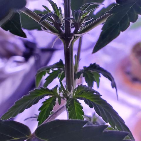 Cindy growlog photo: Preflowers, it's a girl!
