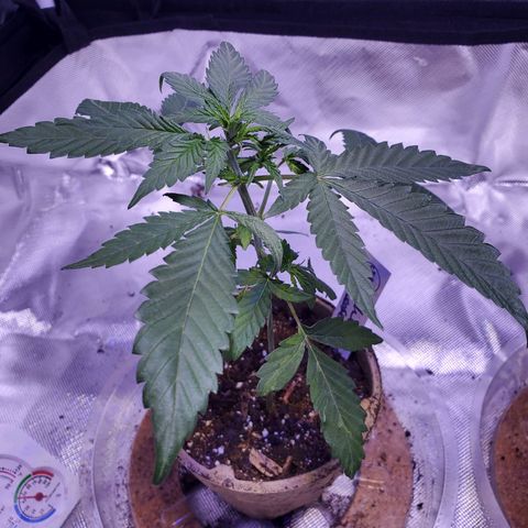 Chelsea growlog photo: Preflowers, it's a girl!