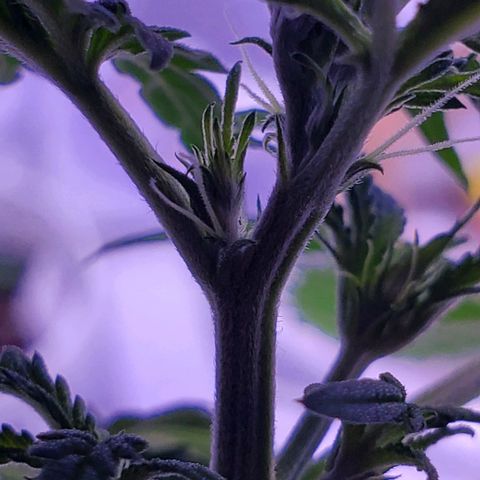 Chelsea growlog photo: Preflowers, it's a girl!